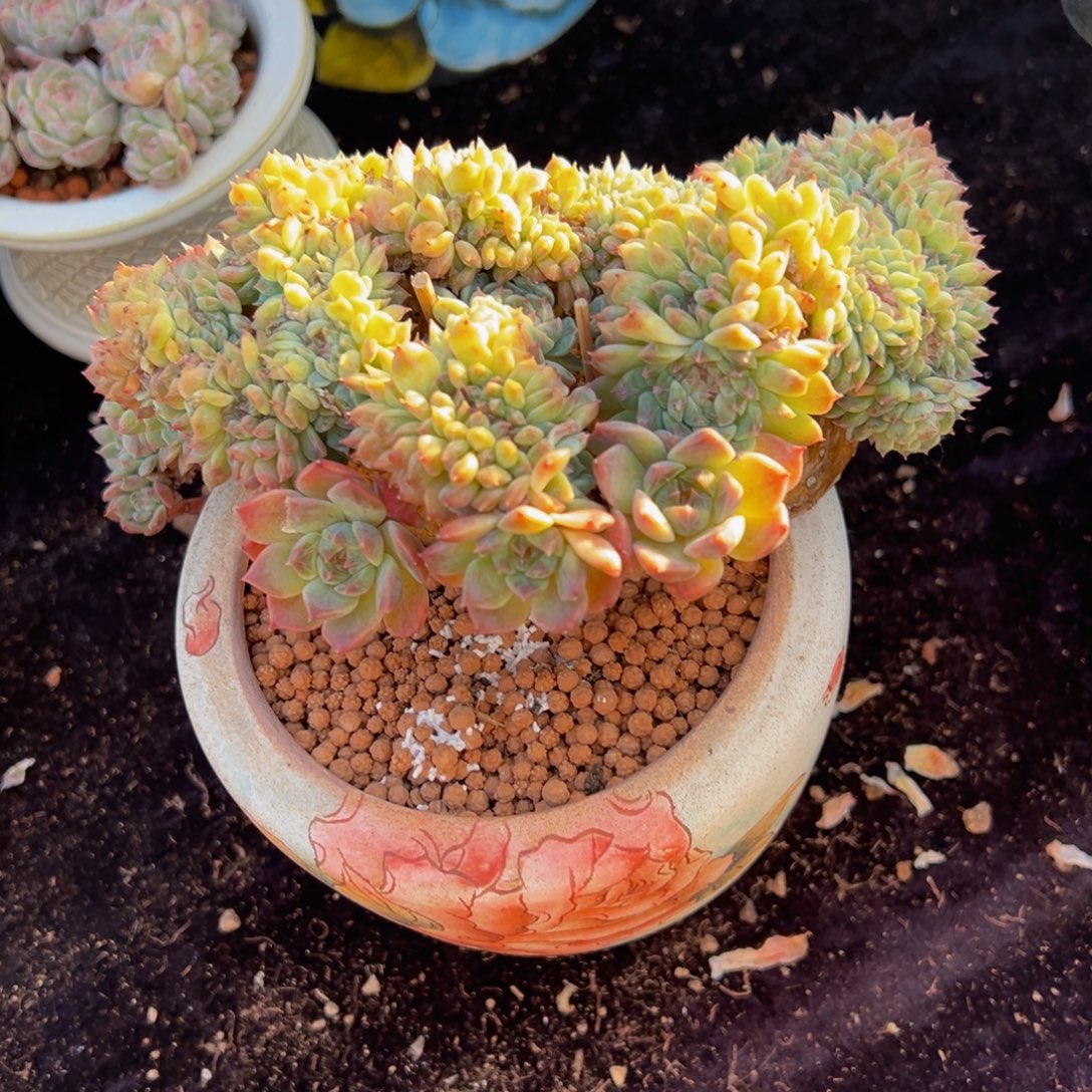 旺***6粉心冰魄缀天天开心