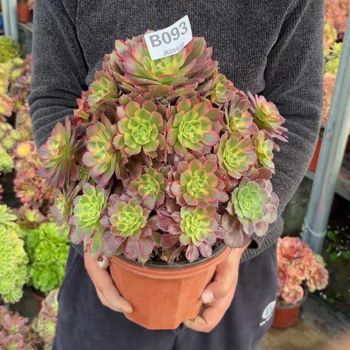 瑞妈，，。。。093。安娜