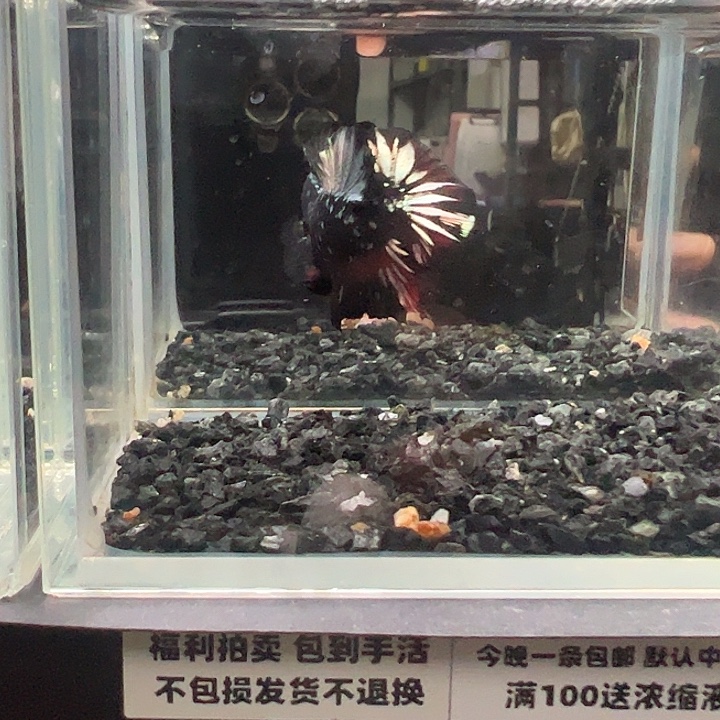 斗鱼竞拍跑单拉黑27日47