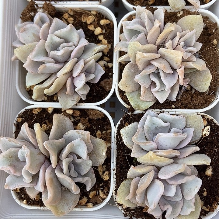 白饺子皮多头 一颗包邮