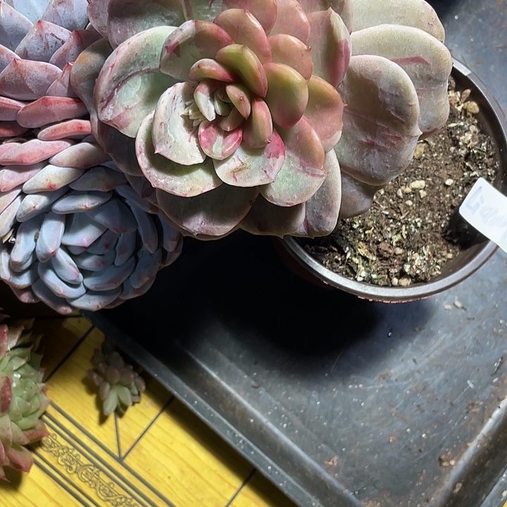 可爱玫瑰石化锦多肉植物
