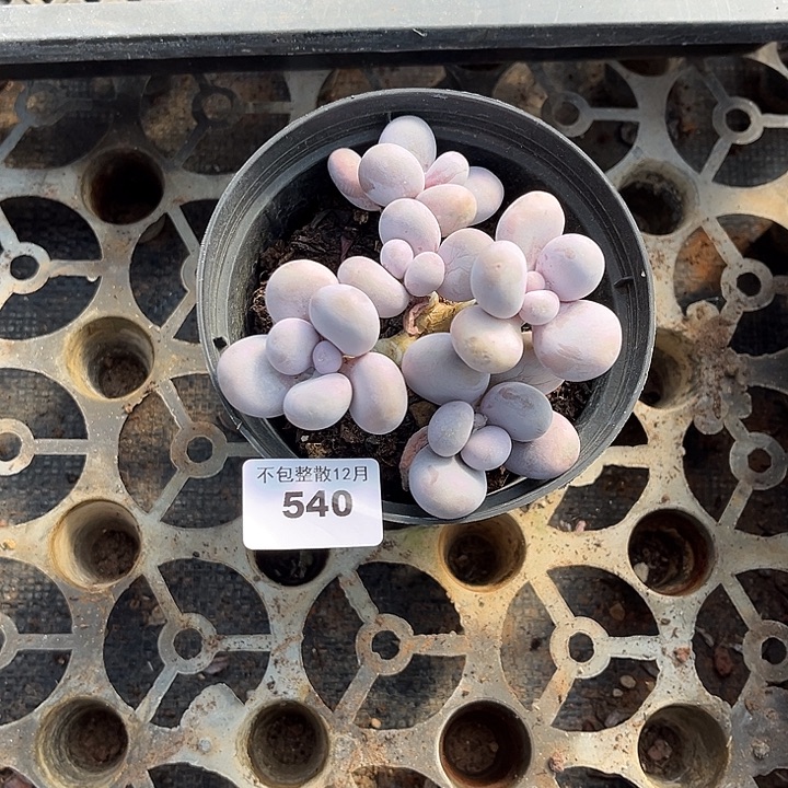 阿雅园艺。      540奶酪