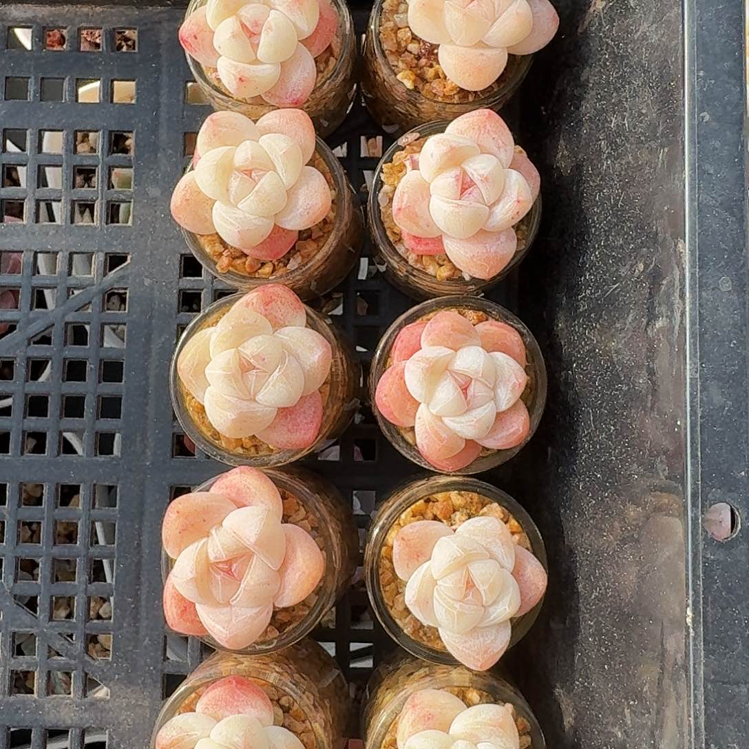 多肉冰玉10颗一组带头带盆