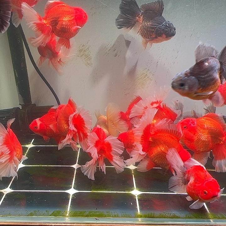 金鱼百褶泰师亚成27