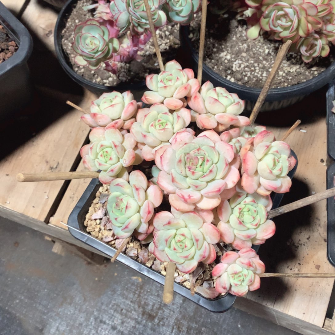 多肉植物多肉植物