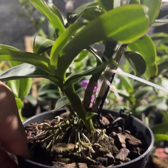 完全开放各种石斛兰花卉盆栽