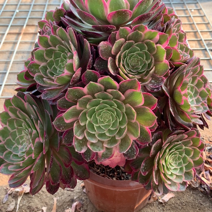 不包损188号水晶莲花老桩