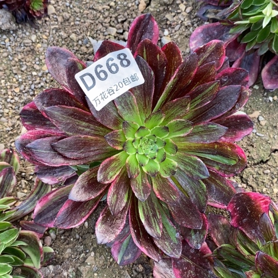 668莫兰迪多肉植物