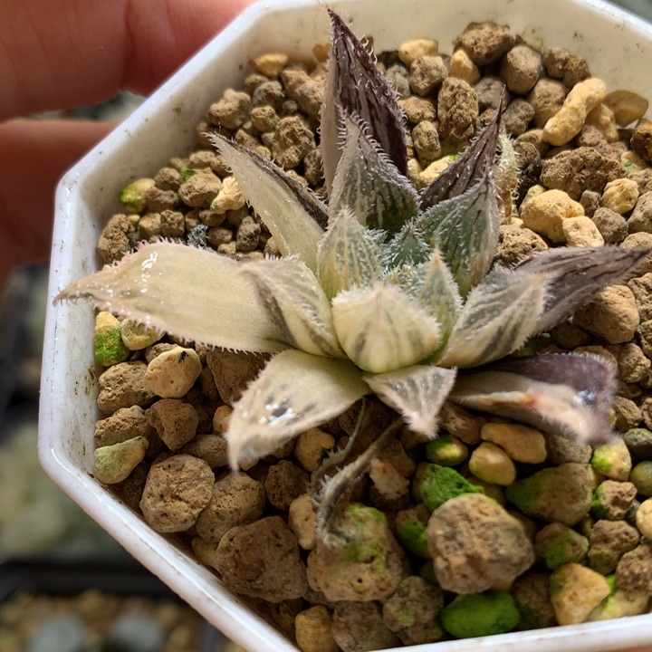 绘卷锦带盆土发货