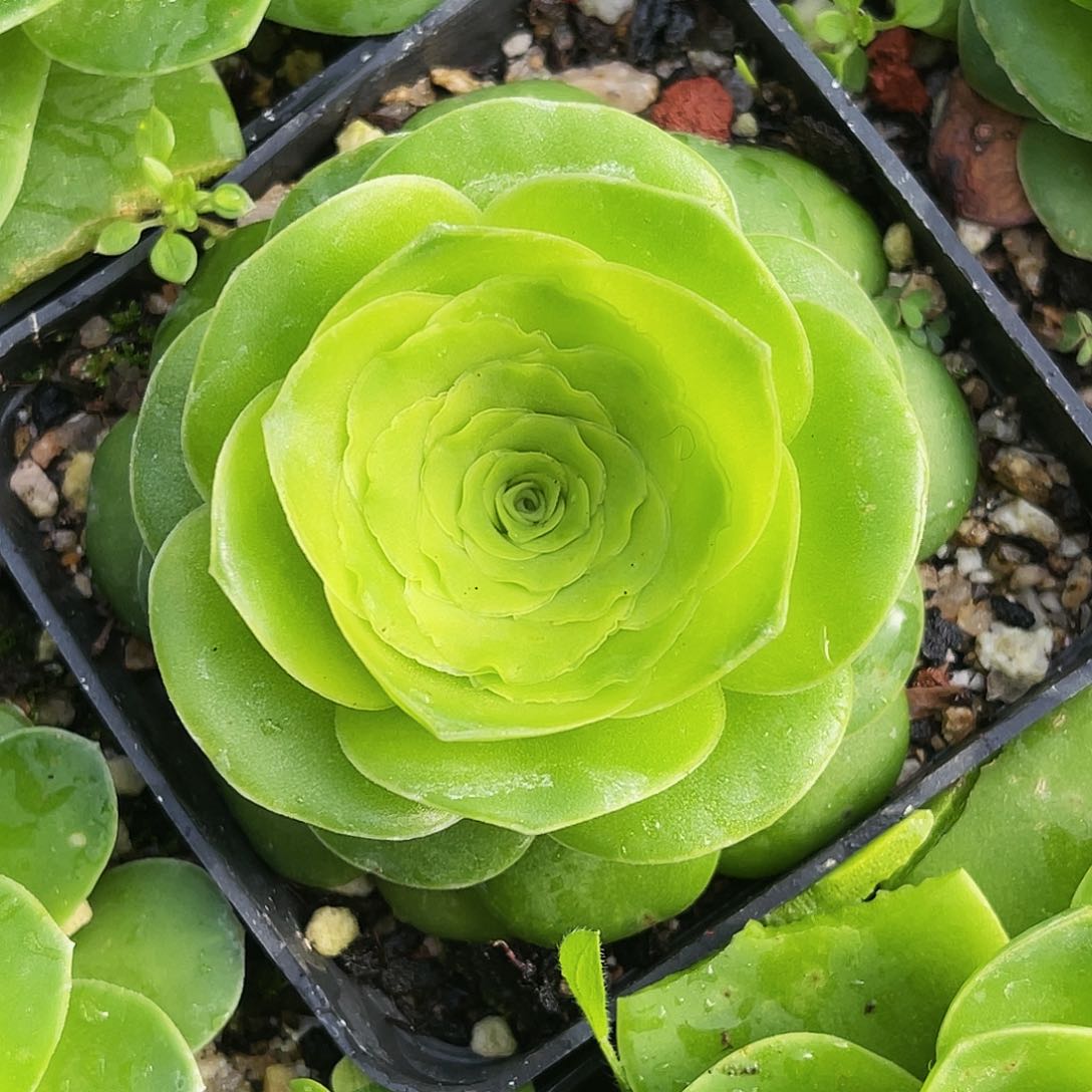 浪仙蕾丝 非偏远包邮 多肉