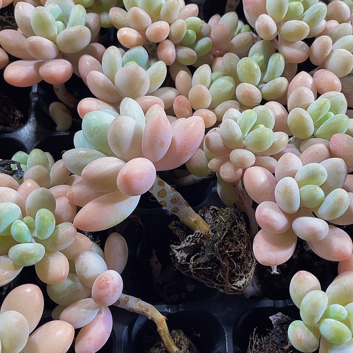 小洛神奶1.5带土发货