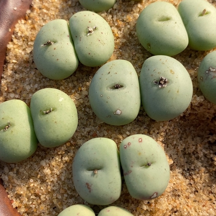 大型紫花饼双头一颗买1送1