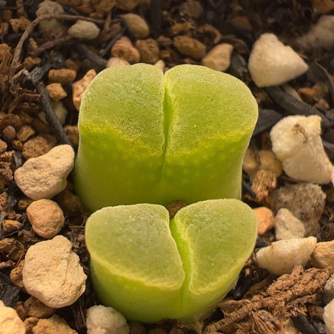 0175多肉植物百科
