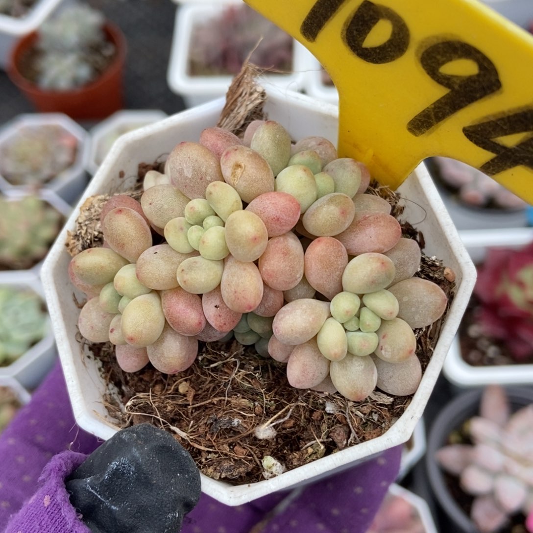 1094洛可可多肉植物