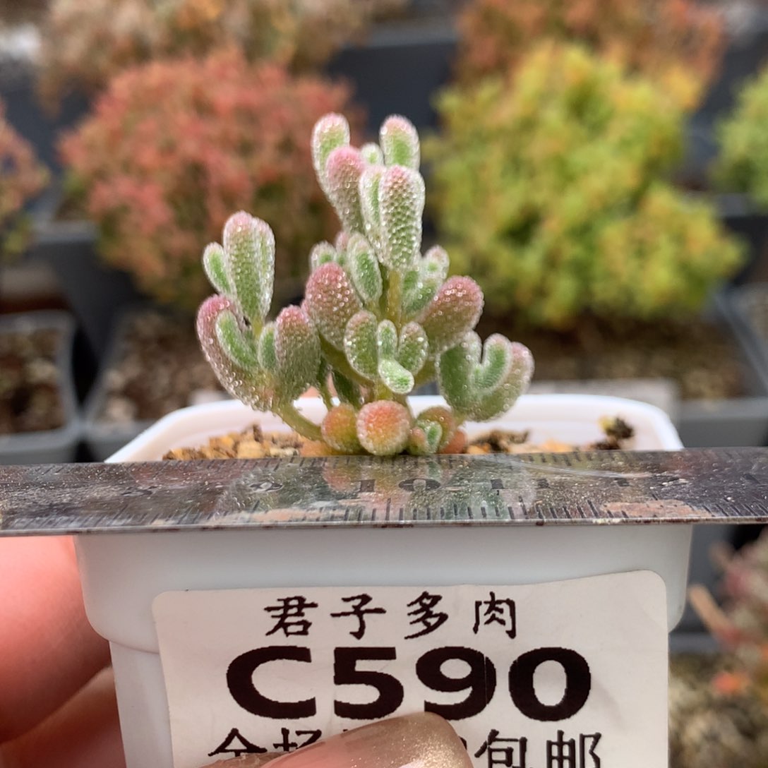 c590实生冰晶小苗枝干番杏