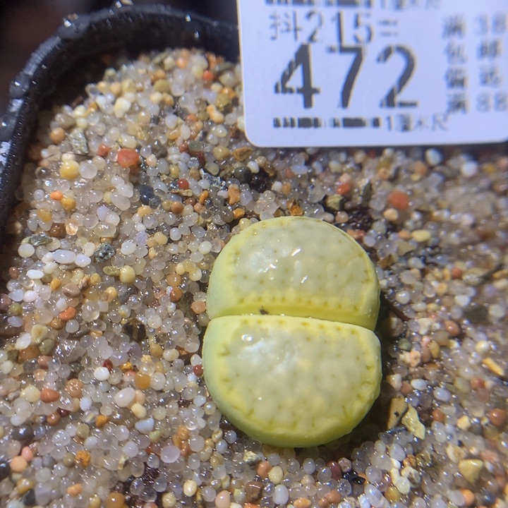 精品生石花215.473薄荷饼干