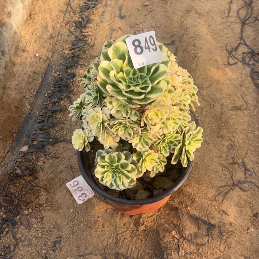 迈巴赫849不包断枝