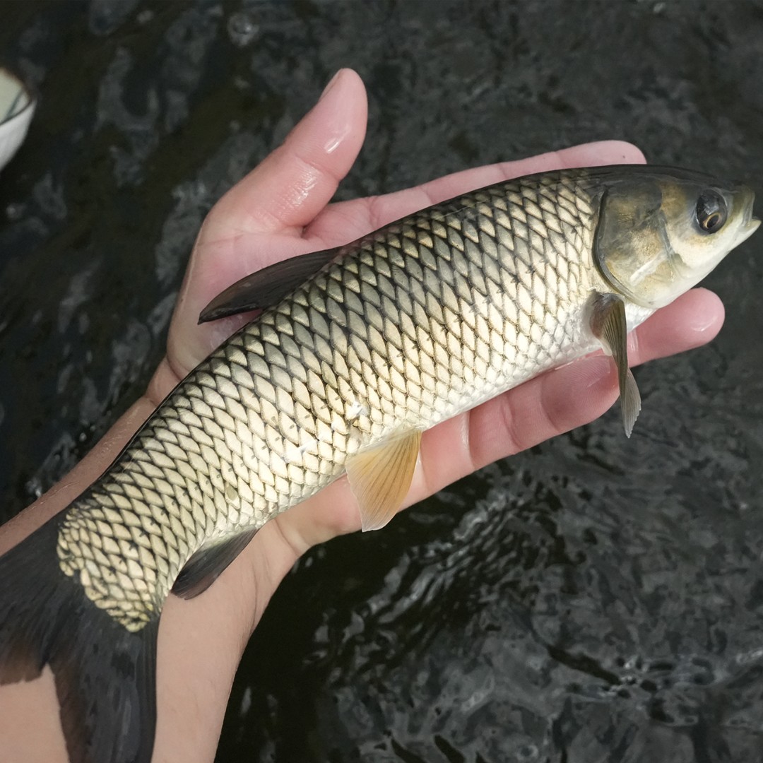 【活体】草鱼草混子（2-30cm）观赏鱼淡水鱼冷水鱼