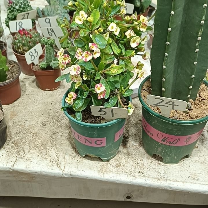 小花虎刺梅彩色        25元