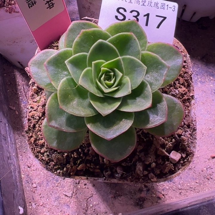 三碗317   叠叶若初x各种