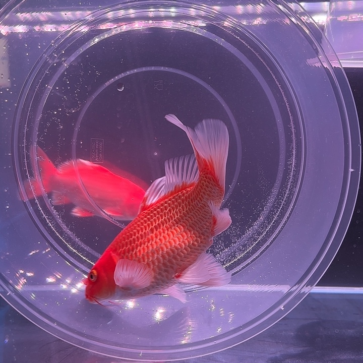蝴蝶鲤22号蝴蝶鲤
