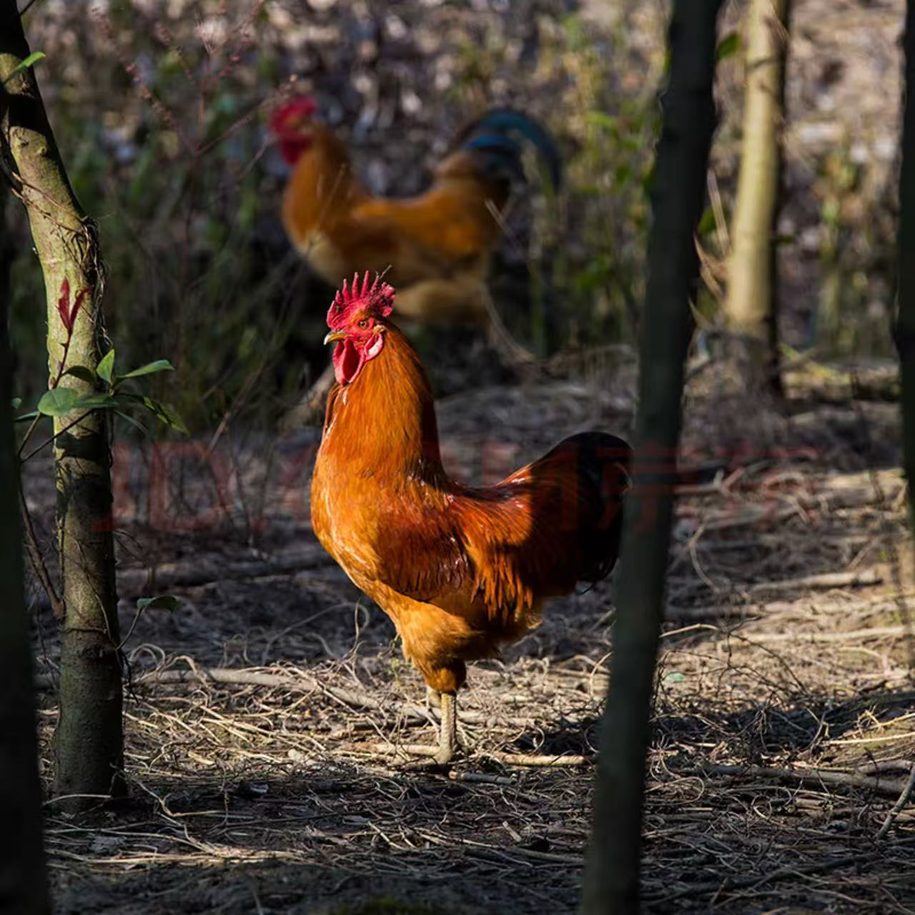 农家土公鸡，3年以上，一只