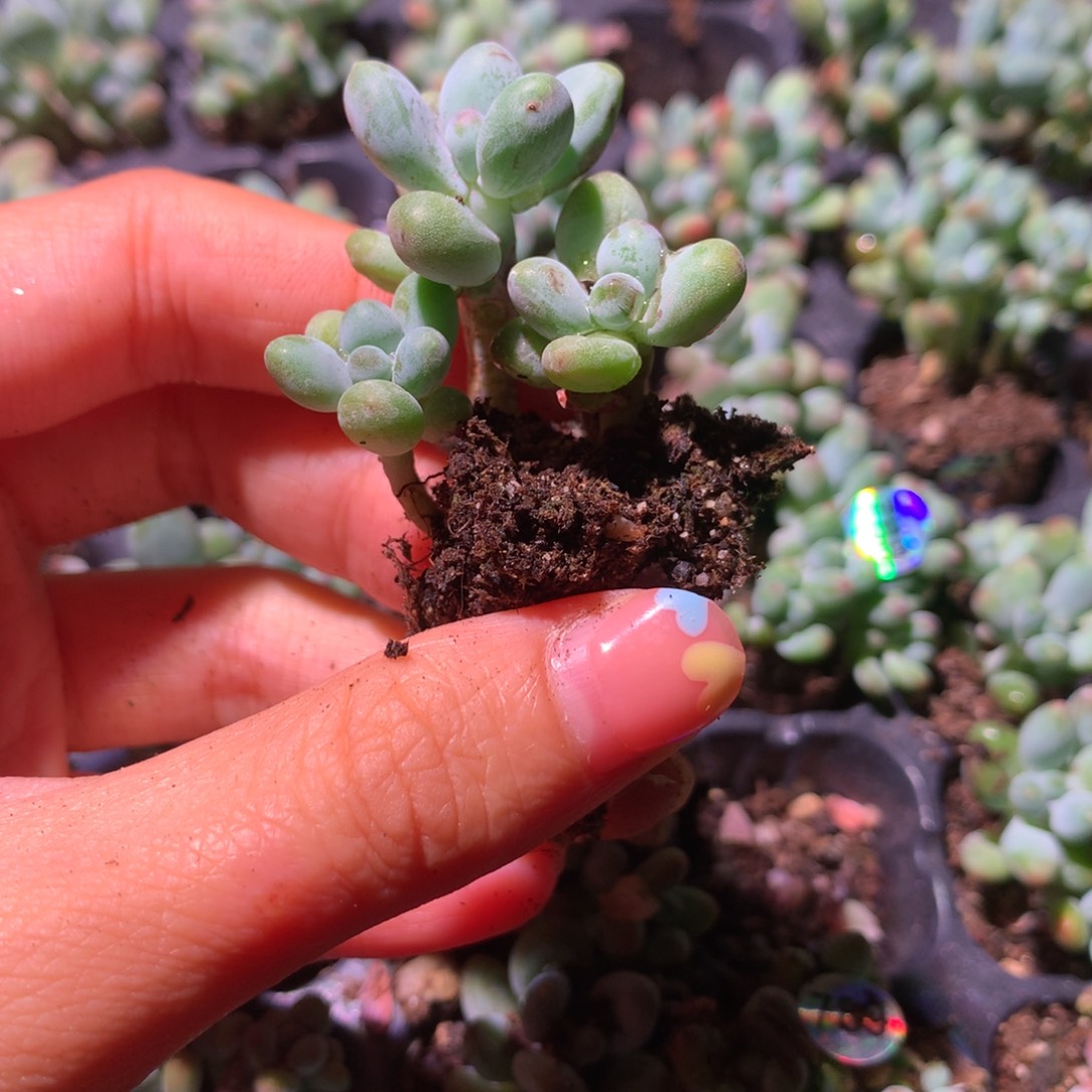 苹果奶酪多肉韩国苹果