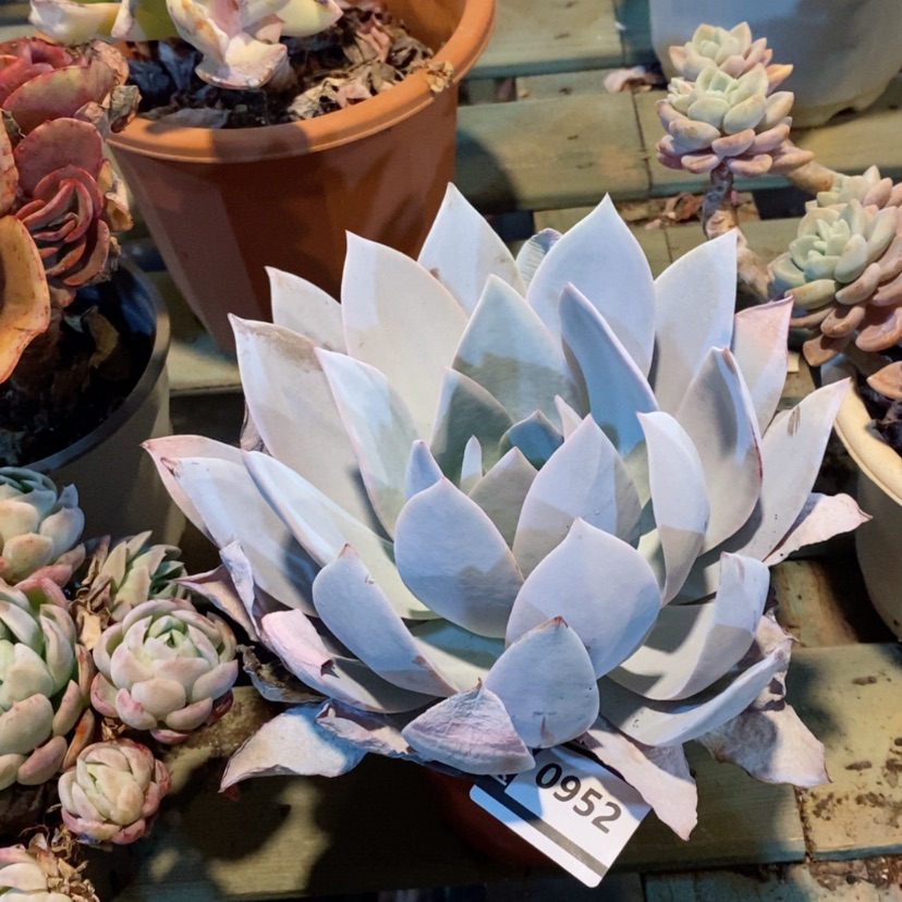 【闪购商品】白莲0952