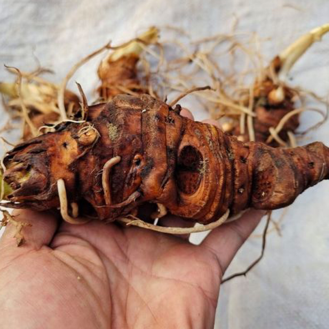 【重-楼】 现挖新鲜重楼 煲汤泡酒 养生必备