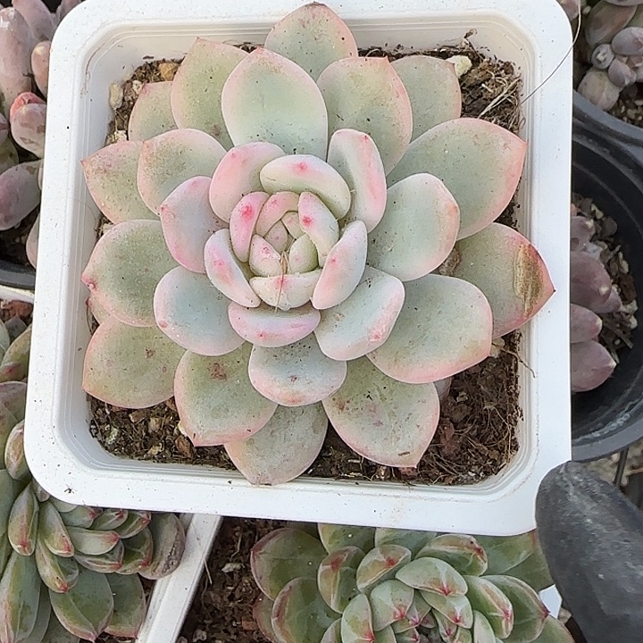 青蛙王子儿童牙膏11