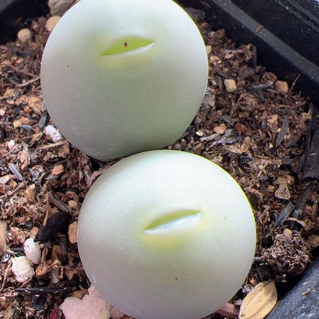 【闪购商品】137 鸽子蛋嘟嘴