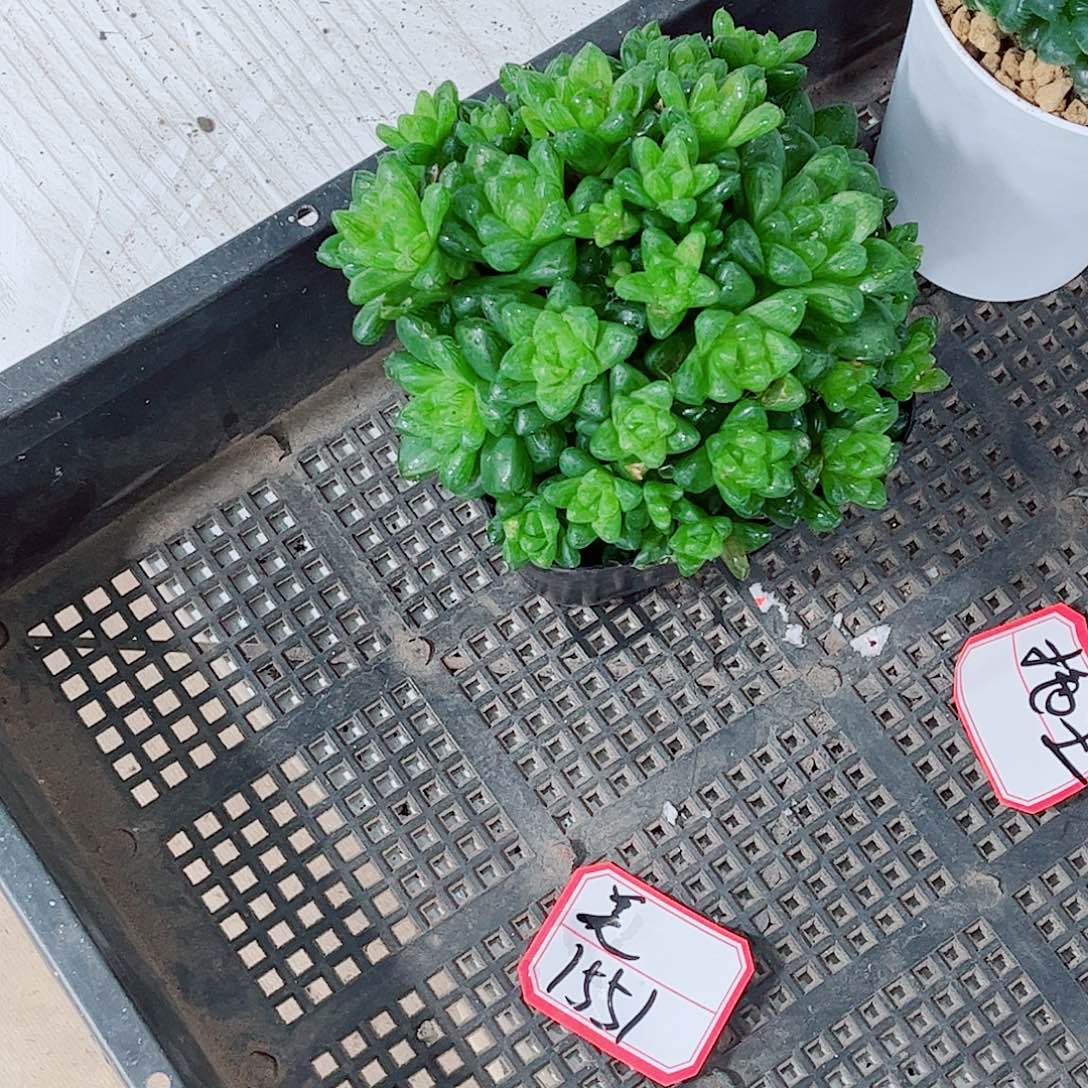 草玉露玉露一勿一拍