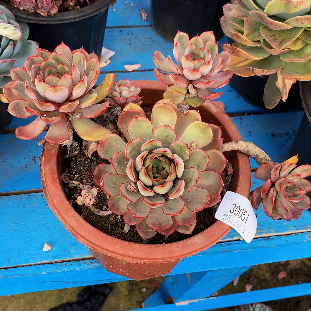 不***弃红茶30051多肉多肉