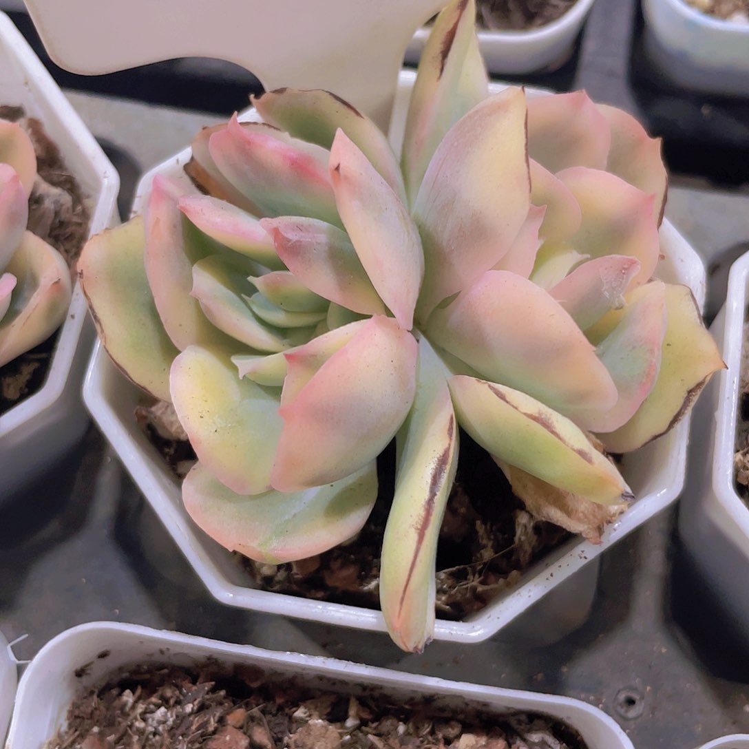 绮罗锦e025一物一拍