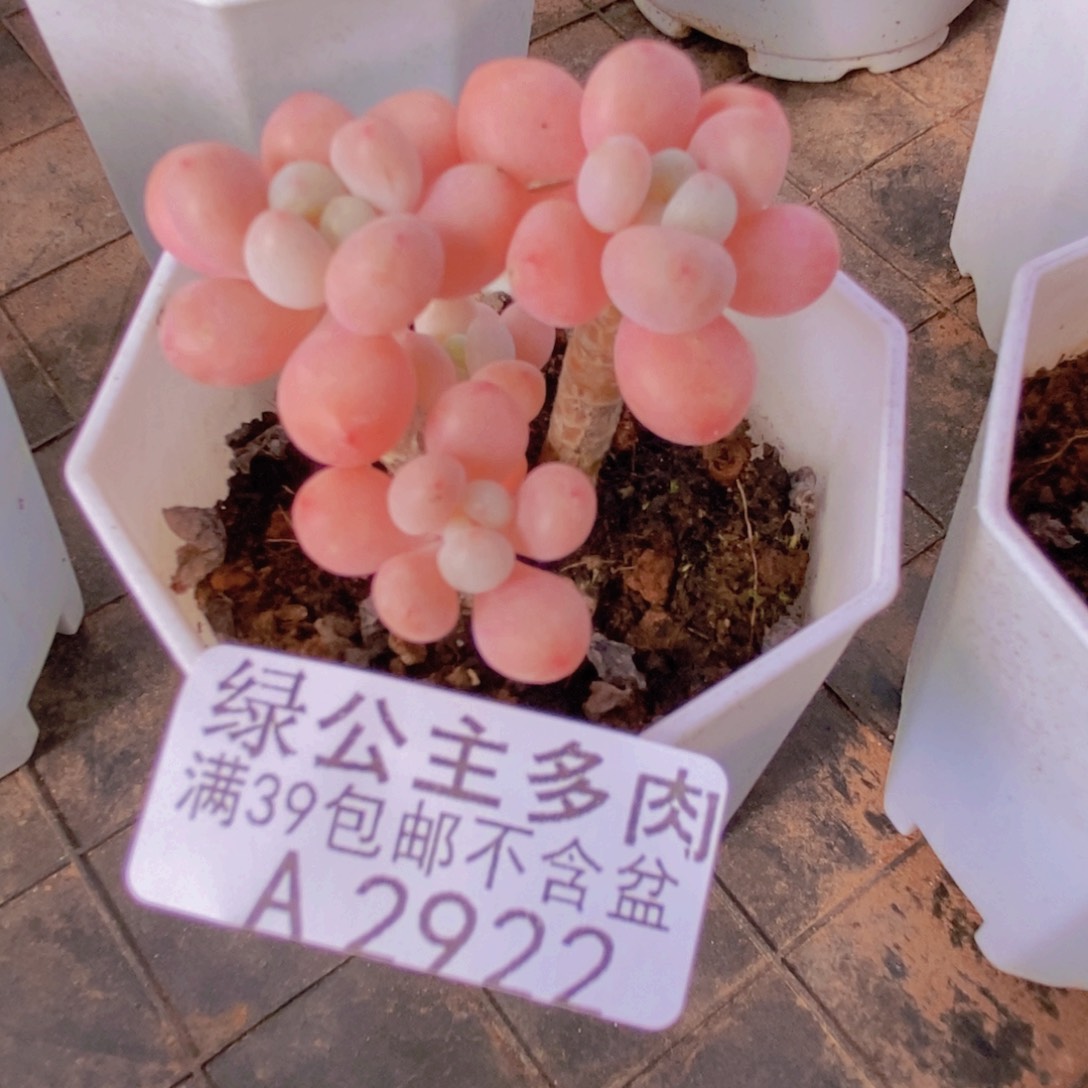 鱼子酱老桩5cm2922多肉植物