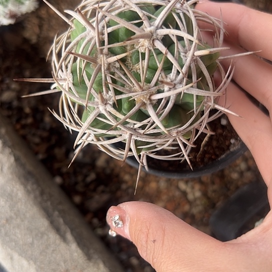 小*子碧岩玉567788899