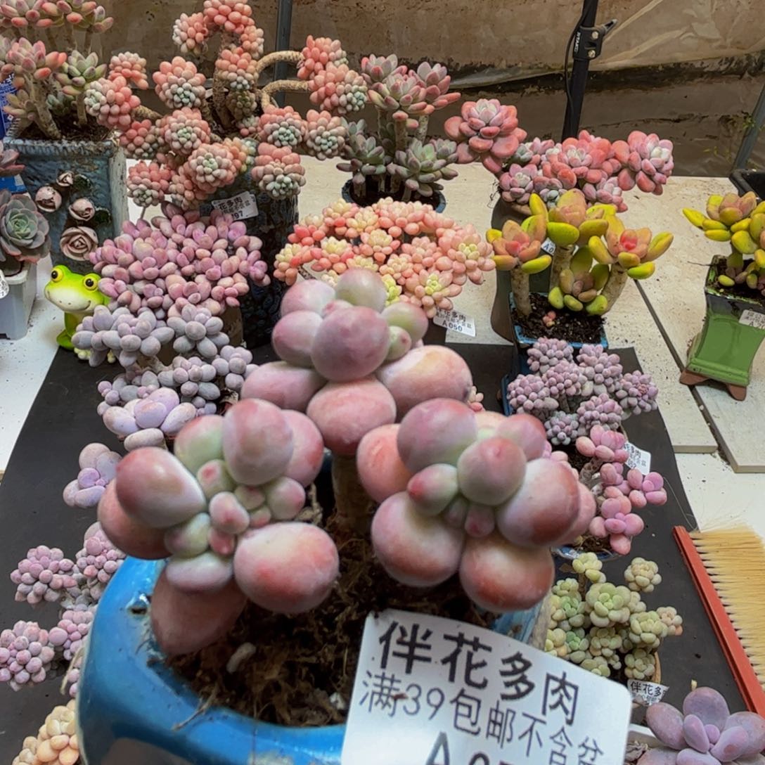 057苹果奶5cm多肉