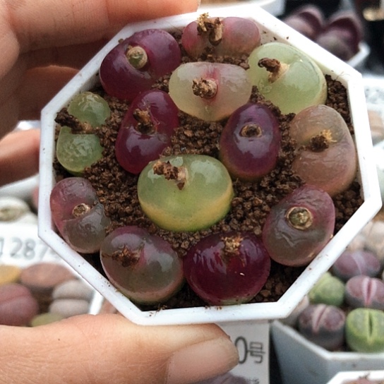 1301，1.4厘米左右特价包邮