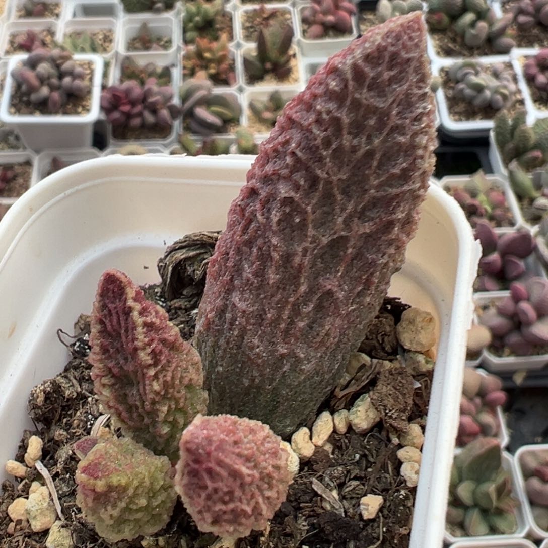 苍龙大苗大拇叶多肉植物水泡