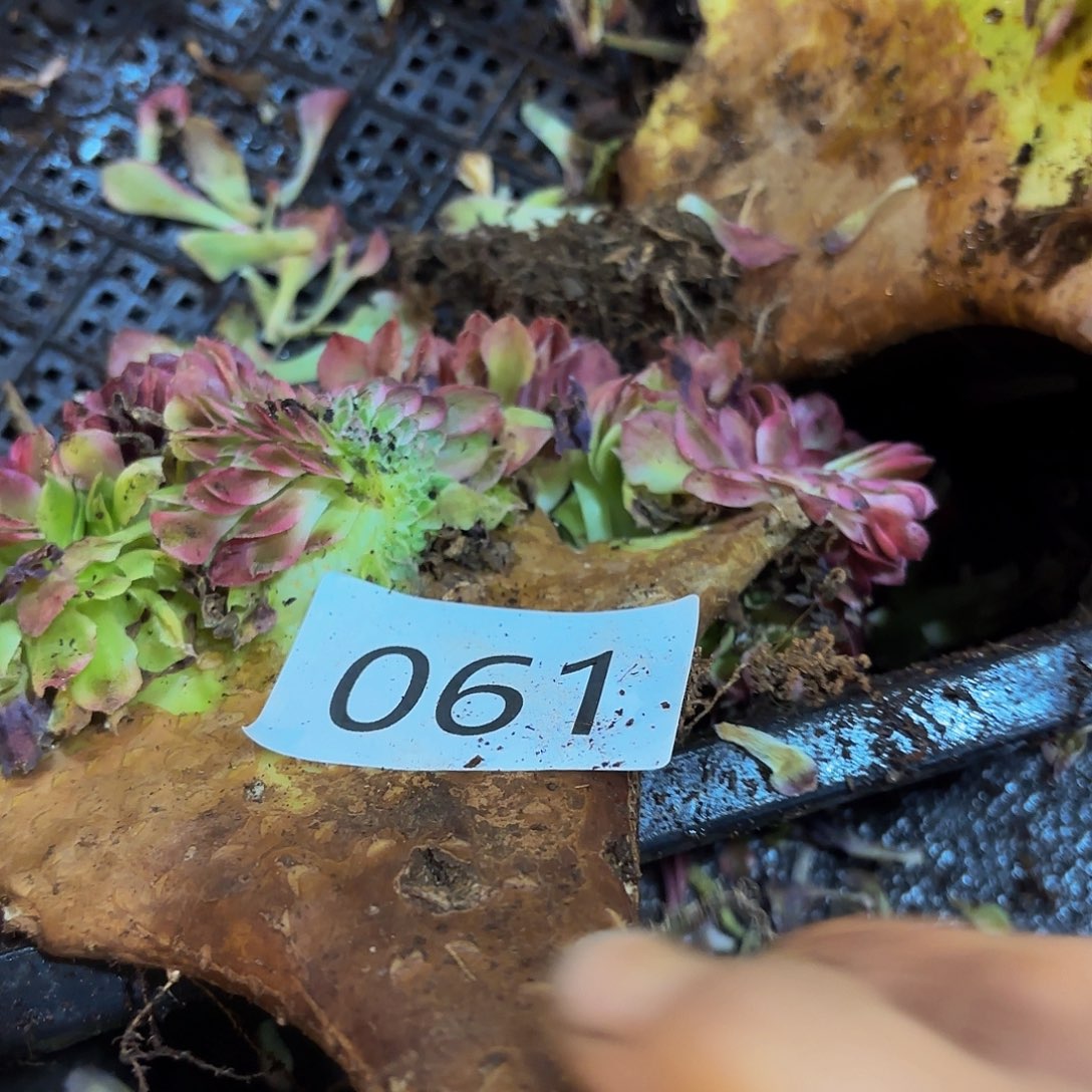 曾***过多肉植物福利061