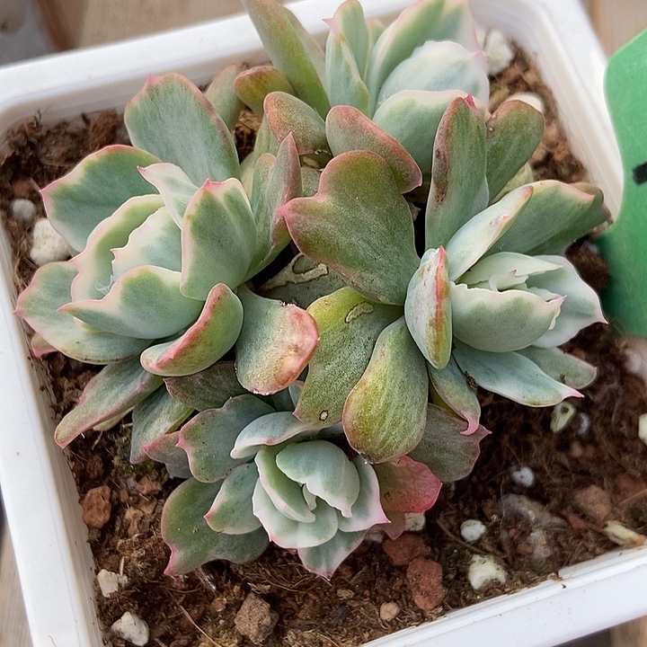 多肉植物伯克利锦9000