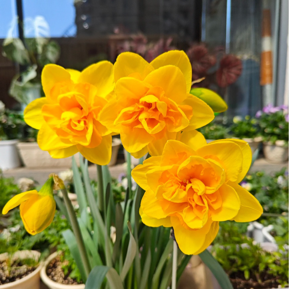 【缤纷甄选】精品重瓣日出（Double Sunrise）到手一球