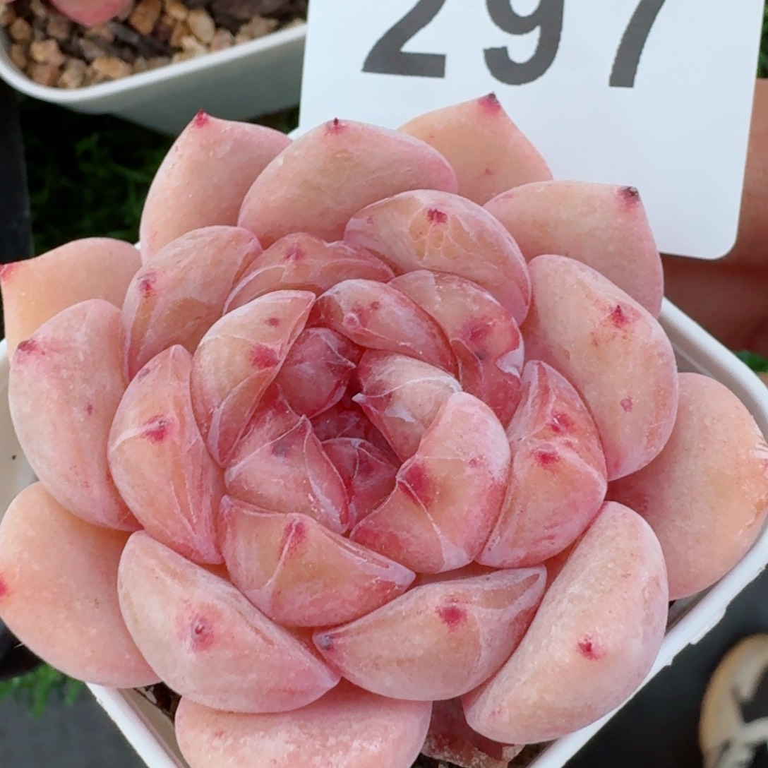 橘子纱         精品多肉