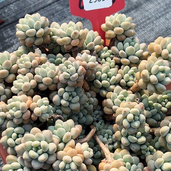 大盆洛可可  29037号 