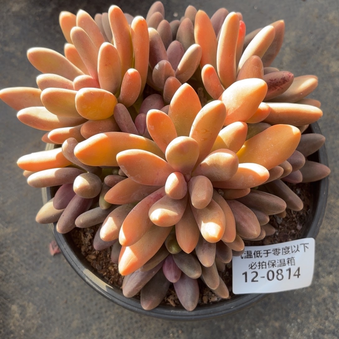 0814糖果美人多肉植物