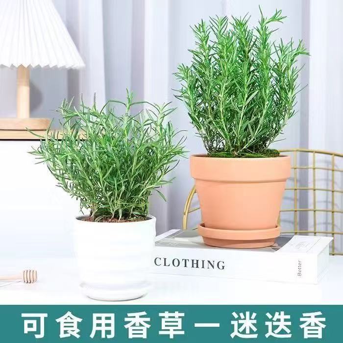 迷迭香盆栽植物四季清香易活可驱蚊虫净化空气