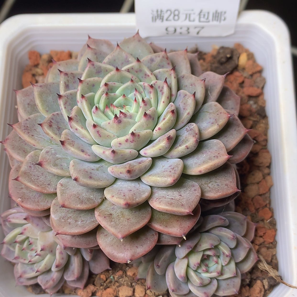 【闪购商品】云937号抓杂