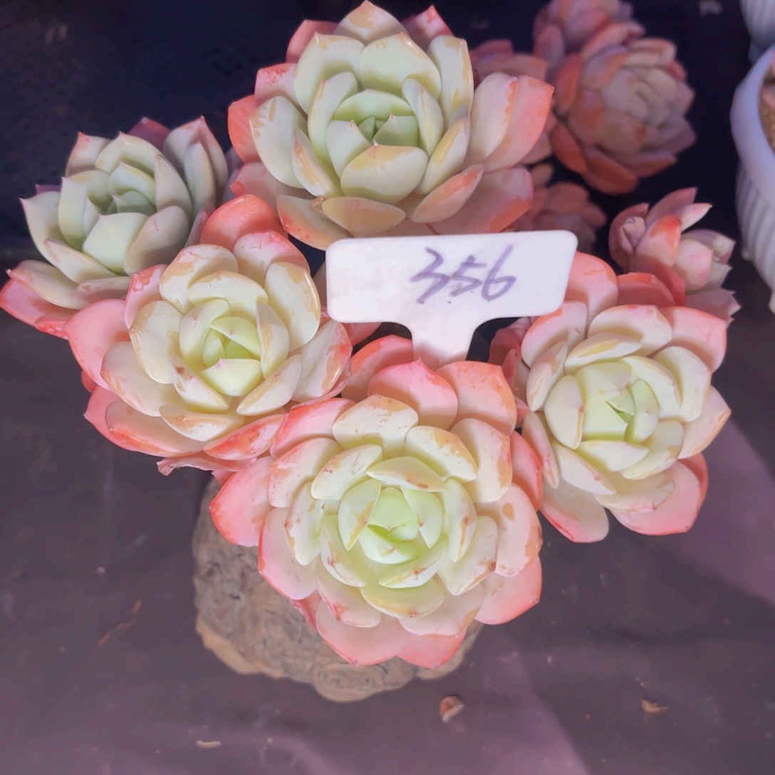 高***兴多肉植物保护研究所所长