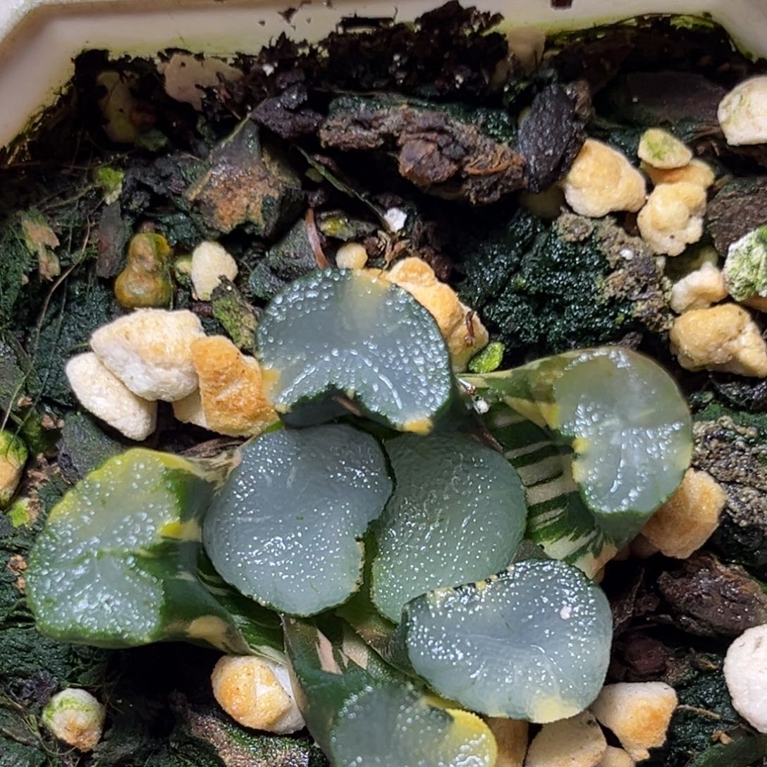 恭喜发财大吉大利742