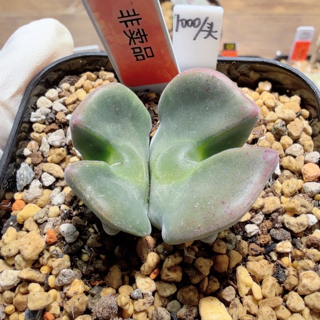 锦**王韩国天使之翼 1-1-L28